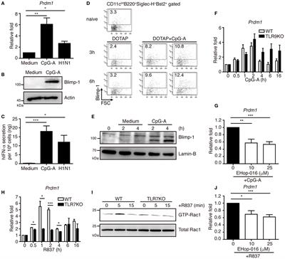 Blimp-1-Mediated Pathway Promotes Type I IFN Production in Plasmacytoid Dendritic Cells by Targeting to Interleukin-1 Receptor-Associated Kinase M